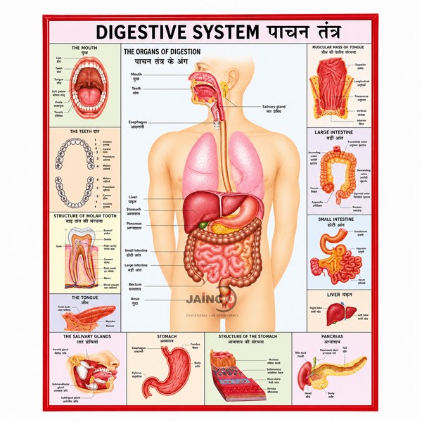Digestive System